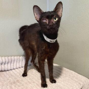 IVHS-Stray-142539 -  Domestic Short Hair Cat for Adoption in San Gabriel, California - IVHS-Stray-142539 | PetCurious