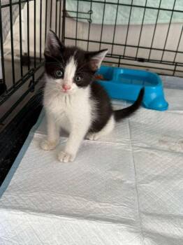 Sparkling -  American Shorthair Cat for Adoption in Town 