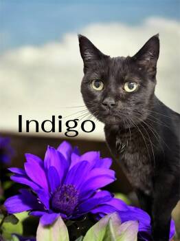 Indigo  -  Domestic Short Hair Cat Available for Adoption in Barton, Vermont - Indigo  | PetCurious