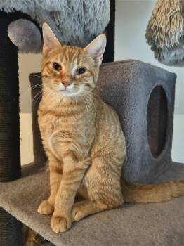Winston -  Domestic Short Hair Cat for Adoption in Winchester, Virginia - Winston | PetCurious