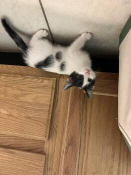 Domestic Medium Hair Cats Available for Adoption - KITTEN 4 | PetCurious