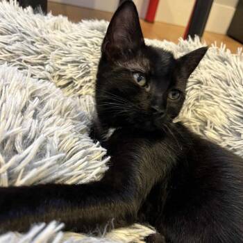 Rescue Domestic Short Hair Cats for Adoption in Gladstone, Oregon - Mochi | PetCurious