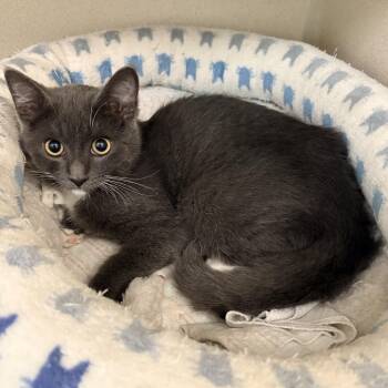Bean -  Domestic Medium Hair Cat for Adoption in Quincy, California - Bean | PetCurious