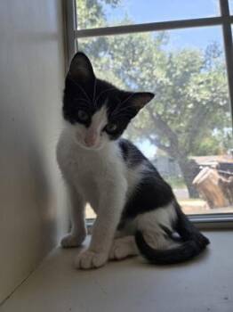 Rigo -  Domestic Short Hair Cat for Adoption in San Antonio, Texas - Rigo | PetCurious