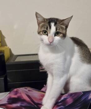 Rescue Domestic Short Hair Cats for Adoption in Fort Worth, Texas - Honey Bunches | PetCurious