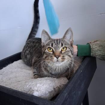 Frank -  Domestic Short Hair Cat for Adoption in Northfield, Minnesota - Frank | PetCurious