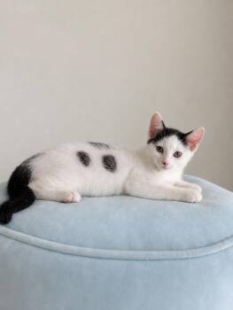 Domestic Short Hair Cats Available for Adoption in Oswego, South Carolina - Deuce | PetCurious
