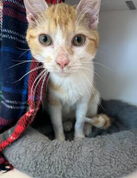Bubbles (ID 52606) -  Domestic Short Hair Cat for Adoption in Manassas, Virginia - Bubbles (ID 52606) | PetCurious