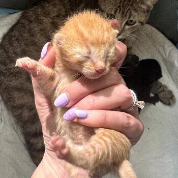 Doordash -  Domestic Short Hair Cat for Adoption in Gloucester, Virginia - Doordash | PetCurious
