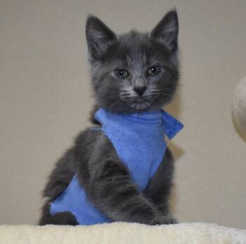 Pearlie (with Slate) -  Domestic Short Hair Cat Available for Adoption in Silverton, Oregon - Pearlie (with Slate) | PetCurious