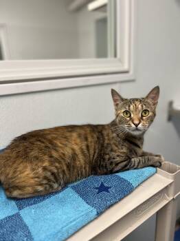 Fiorella -  Domestic Short Hair Cat for Adoption in Harrison, New York - Fiorella | PetCurious