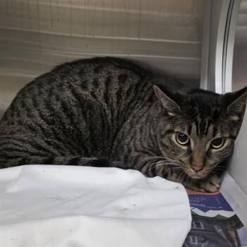 Domestic Short Hair Cats Available for Adoption in St. Louis, Missouri - BROSKI | PetCurious