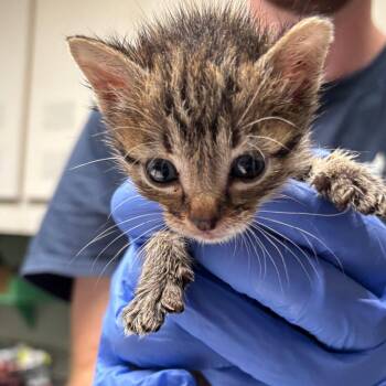 Domestic Short Hair Cats Available for Adoption in Dallas, Texas - Kale | PetCurious