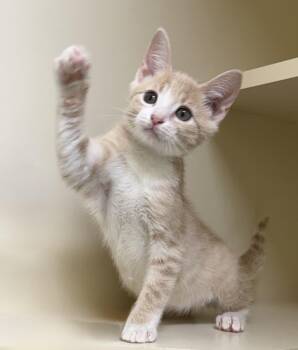 Sawyer -  Domestic Short Hair Cat for Adoption in Pawleys Island, South Carolina - Sawyer | PetCurious