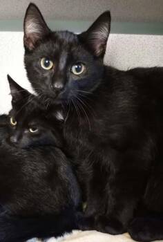 Ruff -  Domestic Short Hair Cat for Adoption in Waupaca, Wisconsin - Ruff | PetCurious