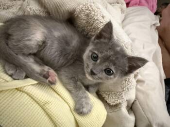 Dumbo -  Domestic Short Hair Cat for Adoption in Fruit Heights, Utah - Dumbo | PetCurious