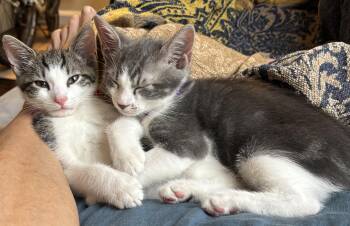 Juno & Koko -  Domestic Short Hair Cat for Adoption in New York, New York - Juno & Koko | PetCurious