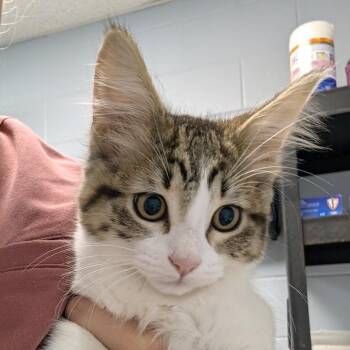 Esmerelda -  Domestic Long Hair Cat for Adoption in Indianapolis, Indiana - Esmerelda | PetCurious