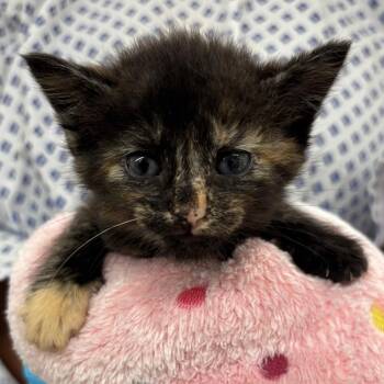 Asparagus -  Domestic Short Hair Cat for Adoption in West Palm Beach, Florida - Asparagus | PetCurious