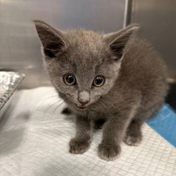 Wiggle Wiggles -  Domestic Short Hair Cat for Adoption in Greensboro, North Carolina - Wiggle Wiggles | PetCurious