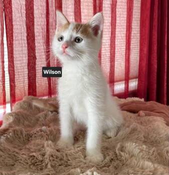 Wilson -  Tabby Cat for Adoption in Wyandotte, Michigan - Wilson | PetCurious