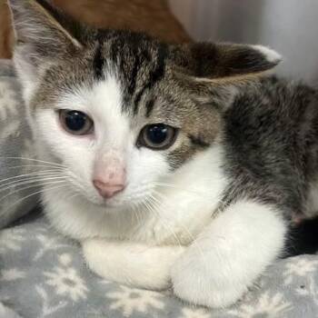 Clubs -  Domestic Short Hair Cat for Adoption in Allegan, Michigan - Clubs | PetCurious