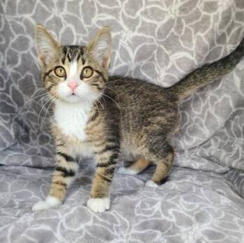 7157 (Kiwi) -  Domestic Short Hair Cat for Adoption in Lake City, Michigan - 7157 (Kiwi) | PetCurious