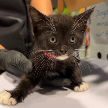 Eloise -  Domestic Short Hair Cat for Adoption in Tampa, Florida - Eloise | PetCurious