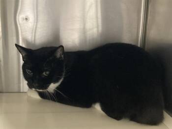 JASMINE -  Domestic Short Hair Cat for Adoption in Tustin, California - JASMINE | PetCurious