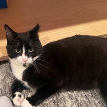 Obi -  Domestic Short Hair Cat for Adoption in Vallejo, California - Obi | PetCurious