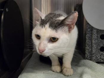 MAMA KITTY -  Domestic Short Hair Cat for Adoption in Martinez, California - MAMA KITTY | PetCurious