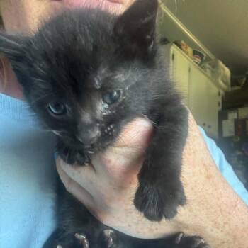 Dennis -  Domestic Short Hair Cat for Adoption in Ferndale, Washington - Dennis | PetCurious