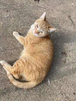 Domestic Short Hair Cats Available for Adoption - Pixie | PetCurious