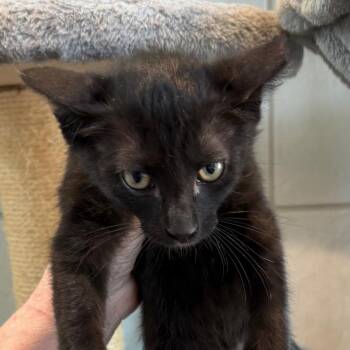 Shadow -  Domestic Short Hair Cat for Adoption in Midland, Texas - Shadow | PetCurious