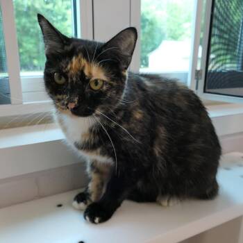 Rose -  Domestic Short Hair Cat for Adoption in Mebane, North Carolina - Rose | PetCurious