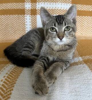 CORNELIUS -  Domestic Short Hair Cat for Adoption in Kenosha, Wisconsin - CORNELIUS | PetCurious