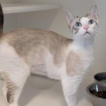 Zinnia -  Domestic Short Hair Cat for Adoption in Prairie Du Chien, Wisconsin - Zinnia | PetCurious