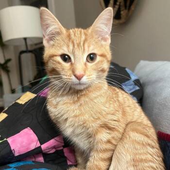 Domestic Short Hair Cats Available for Adoption - Peanut Butter | PetCurious