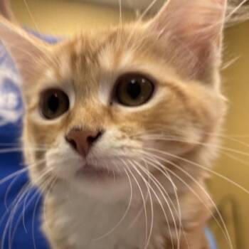 Julinne -  Domestic Medium Hair and Domestic Short Hair Cat for Adoption in Merriam, Kansas - Julinne | PetCurious