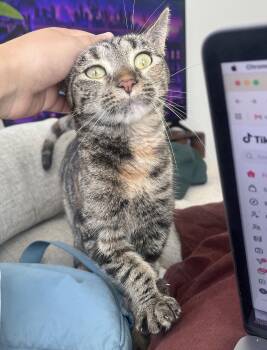 Tuna -  Domestic Short Hair Cat for Adoption - Tuna | PetCurious