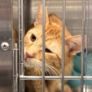 Domestic Short Hair Cats Available for Adoption - Subway | PetCurious