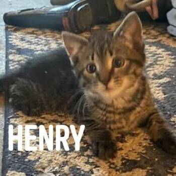 Domestic Medium Hair and Domestic Short Hair Cats Available for Adoption - Henry C11187 | PetCurious
