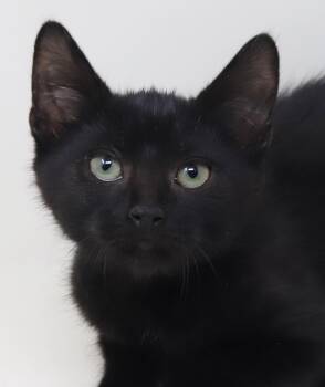 Dill is a dream doll - licorice FUN FUN FUN - GREEN EYES -  Bombay and Tabby Cat for Adoption in Bedford Hills, New York - Dill Is A Dream Doll - Licorice FUN FUN FUN - GREEN EYES | PetCurious