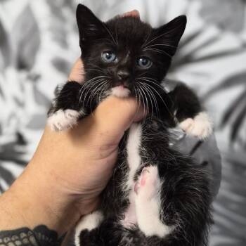 Domestic Medium Hair Cats Available for Adoption in Wahiawa, Hawaii - Bolt | PetCurious