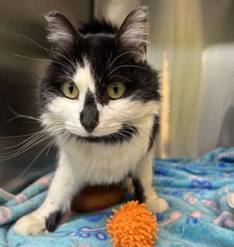 Domestic Long Hair Cats Available for Adoption - Tuxie | PetCurious