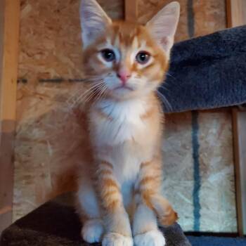 George Birchett -  Domestic Short Hair Cat for Adoption in Eagle Mountain, Utah - George Birchett | PetCurious