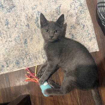 Poptart -  Domestic Short Hair Cat for Adoption in Moorestown, New Jersey - Poptart | PetCurious