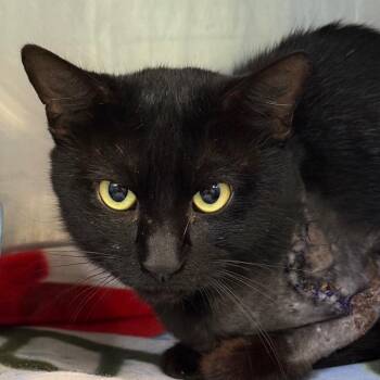 Domestic Short Hair Cats Available for Adoption in Jacksonville, Arkansas - Drake | PetCurious