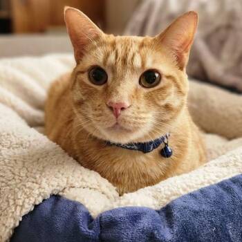 Bonzo 6946 -  Domestic Short Hair Cat for Adoption in Boca Raton, Florida - Bonzo 6946 | PetCurious