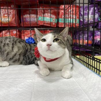 Rescue Domestic Short Hair and Tabby Cats for Adoption - Iris (together With Sylvester) | PetCurious